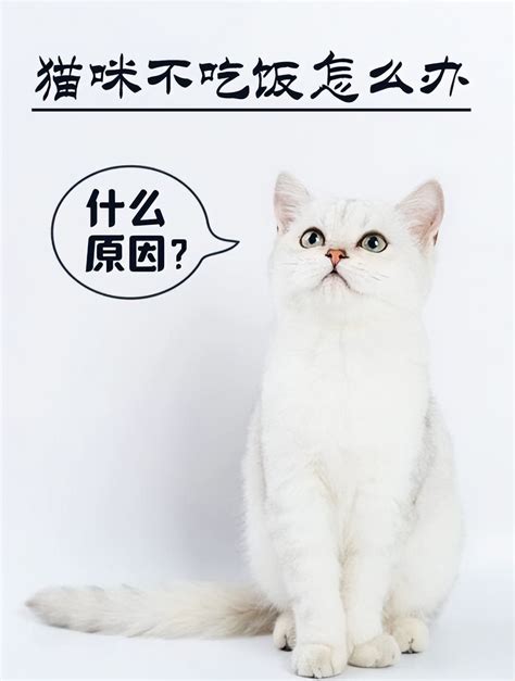 阿佐ヶ谷 オーパ、なぜ猫は宇宙を支配しないのか？