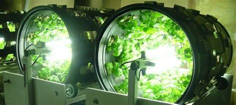 観葉植物 水耕栽培 宇宙ステーションでの育成可能性