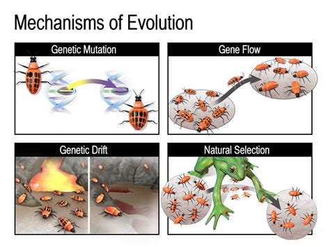  Xenogenesis  : A Symphony of Evolution and Transformation